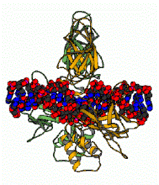 NF-kB p50 bound to DNA